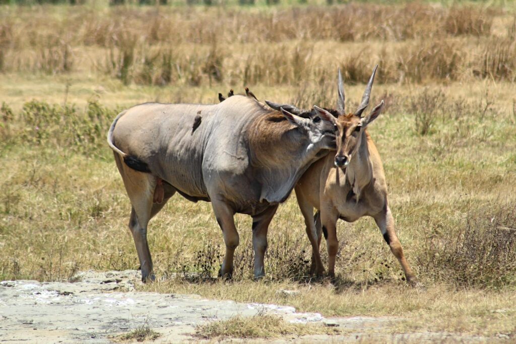 Nature and Animal Facts